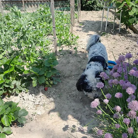 招待所 Kek Vandor Vendeghaz *