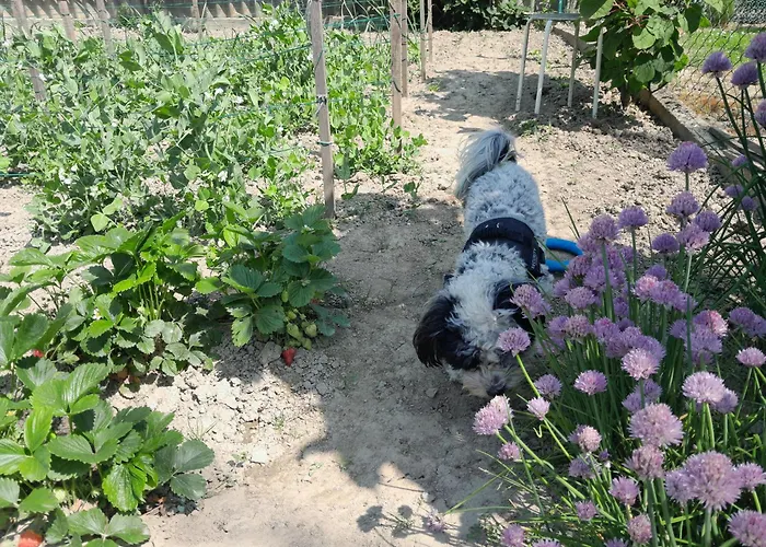 게스트하우스 Kek Vandor Vendeghaz *